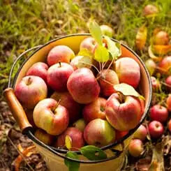 Bucket filled with freshly picked apples on grass.