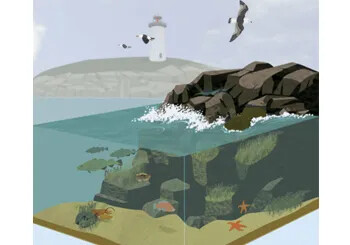 A lighthouse and shoreline habitat